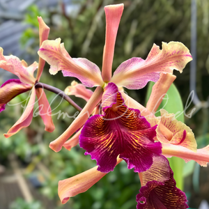 Cattleya dowiana f. rosita — Palmer Orchids